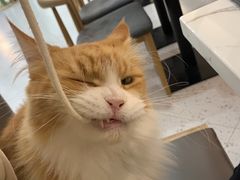 -喵园·猫主题咖啡厅·撸猫·猫咖(国贸店)