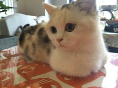 -吉丁鸟咖·异宠·寄养