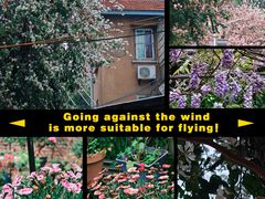 -溪岸路花鸟市场