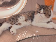 -瞄一喵猫咖(格力海岸店)