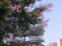 -海心沙亚运公园