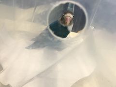 -雨林宠物医院 非犬猫异宠专科
