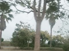 -北海金海湾红树林生态旅游区