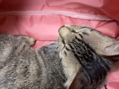 -安安宠医宠物医院·异宠·犬猫内科(岳阳分院)