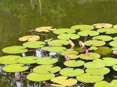 -东莞植物园