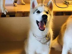 -Husky Go! 哈士奇体验馆·宠物咖啡厅狗咖