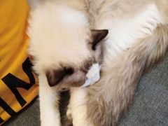 -猫十亿·布偶金渐层·曼基康矮脚猫舍(青年路店)