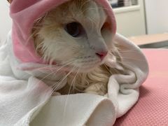 -1013 PET SHOP精品宠物商店(丁香店)