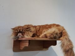 -Heymao猫咖.咖啡厅(东门店)