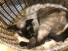 -藏猫猫咖啡主题馆(中央大道店)