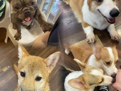 -柯斗斗主题餐厅·狗咖·围炉煮茶·茶饮(国瑞升平里店)