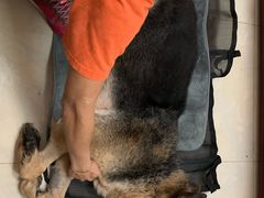 -彩虹桥宠物火化殡葬善终服务(金乐大厦店)