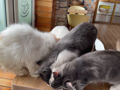 -猫的茶·猫咖