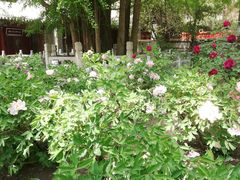 -潭柘寺景区