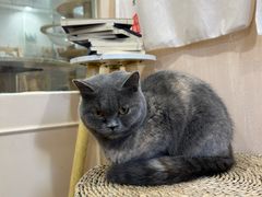 -楼上猫咖(罗湖店)