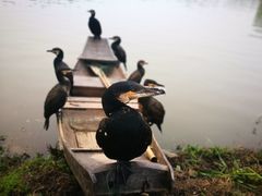 -崇明东平国家森林公园烧烤房车露营地