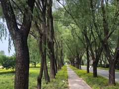 -野鸭湖国家湿地公园