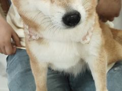 -共舞时光猫咖·狗咖(新街口店)