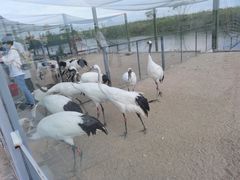 -盐城丹顶鹤湿地生态旅游区