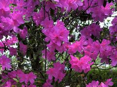 -桃花岭景区