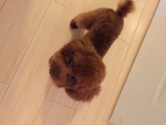 iphone_upload_pic-美联众合动物医院·24h京西诊疗中心