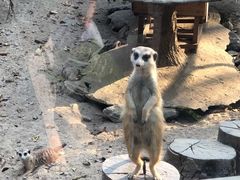 -清迈夜间动物园