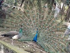 -合肥野生动物园