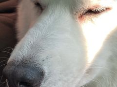 -Husky Go! 哈士奇体验馆·宠物咖啡厅狗咖