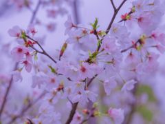 -九科绿洲