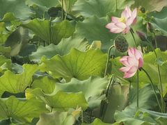 -野鸭湖国家湿地公园