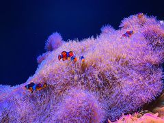 -西雅图水族馆