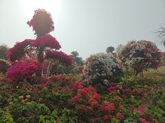 -东莞植物园