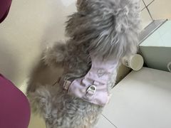 -宠福鑫动物医院(城北分院)