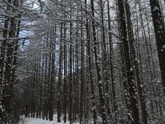 -秦岭风景区