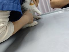 -宠物星动物医院·眼科·异宠·猫科(江南大道总院)