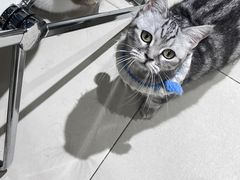 -怪兽屋·羊驼·猫咖·狗咖(俊华广场店)