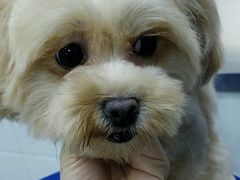 -佳雯宠物医院(金华南路分院)