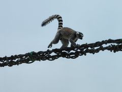 -上海野生动物园