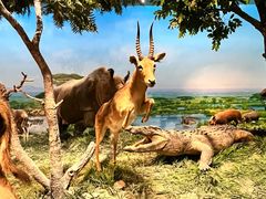 -国家自然博物馆