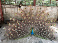 -青峰峡国家森林公园