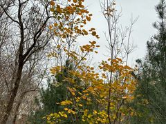 -阳台山自然风景区