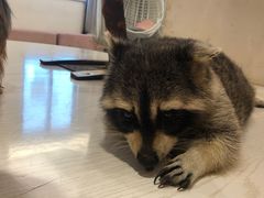 -浣熊柯尔鸭土拨鼠·电玩咖