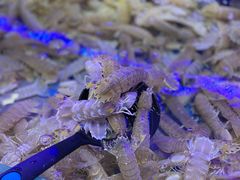 -澜悦港海鲜体验主题餐厅