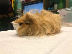 -雨林宠物医院 非犬猫异宠专科