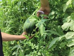 -庞各庄翠芳园西瓜蔬菜基地采摘园