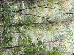 -黄山翡翠谷景区