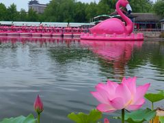 -莲花池公园