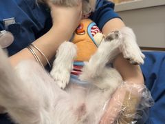 -瑞派康怡24h宠物医院·犬猫医疗中心·微创绝育(瑞景分院)
