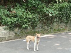 -之江大学-旧址