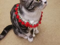 -猫友咖啡店(玉林西路店)